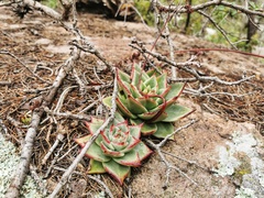 Echeveria agavoides