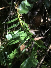 Maxillaria graminifolia