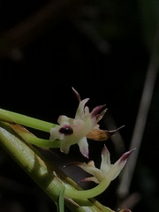 Maxillaria graminifolia
