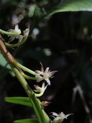 Maxillaria graminifolia