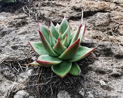 Echeveria agavoides
