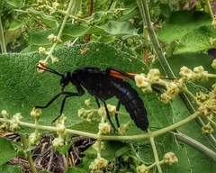 Protomydas rubidapex