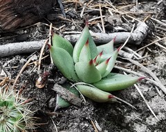 Echeveria agavoides