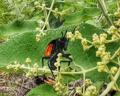 Protomydas rubidapex