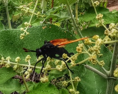 Protomydas rubidapex