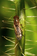Opomyza germinationis