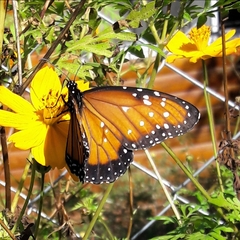 Danaus gilippus gilippus