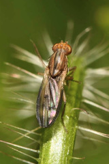 Opomyza germinationis