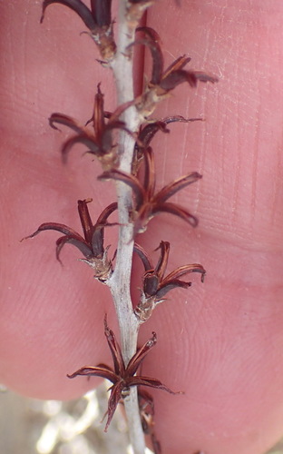 Image of Adromischus cooperi by (c) Nicola van Berkel, some rights reserved (CC BY-SA)