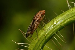 Opomyza germinationis