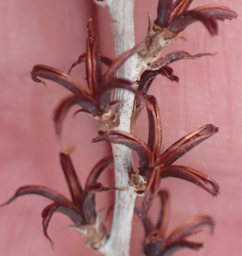 Adromischus cooperi (Adromischus cooperi)