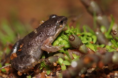 Klipheuwel Dainty Frog photo 3