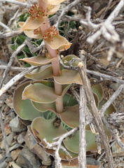 Crassula capitella capitella
