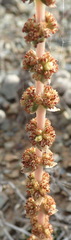 Crassula capitella capitella