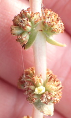 Crassula capitella capitella