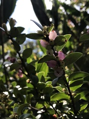 Disterigma alaternoides