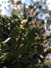 Disterigma alaternoides