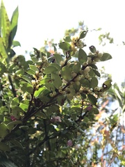 Disterigma alaternoides