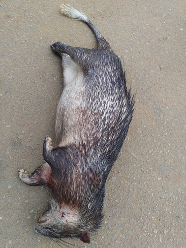 Atherurus africanus
