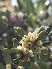 Disterigma alaternoides