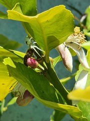 Misumena vatia