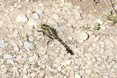Gomphurus fraternus