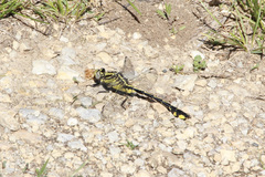 Gomphurus fraternus