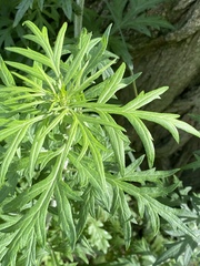 Artemisia vulgaris vulgaris