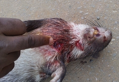 Atherurus africanus