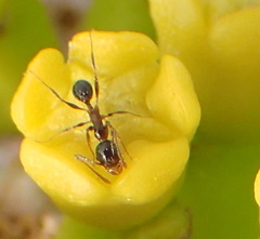 Pheidole tenuinodis