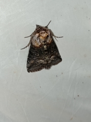 Abrostola asclepiadis