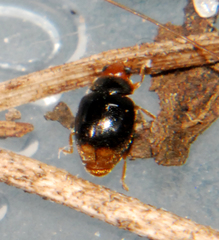 Diomus terminatus