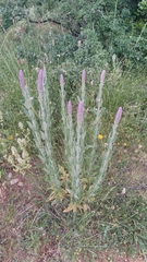 Nepeta tuberosa