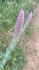 Nepeta tuberosa