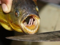 Serrasalmus marginatus