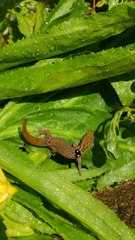 Sphaerodactylus grandisquamis