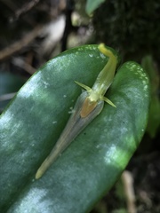 Pleurothallis microcardia