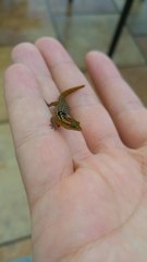 Sphaerodactylus grandisquamis