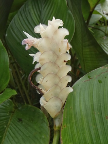 Calathea fredgandersii (Calathea fredgandersii)