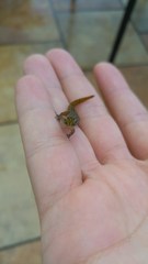 Sphaerodactylus grandisquamis