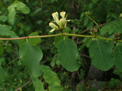 Lonicera trichosantha