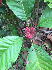 Pentagonia macrophylla