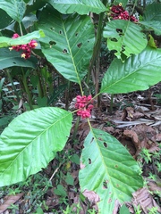 Pentagonia macrophylla