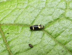 Zuata obrienorum