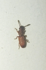 Oryzaephilus