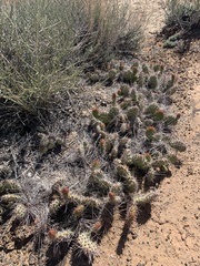 Opuntia fragilis