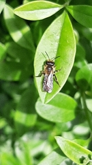 Andrena florea
