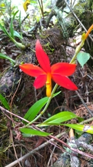 Prosthechea vitellina