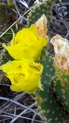 Opuntia microdasys