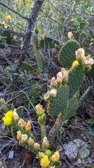 Opuntia microdasys